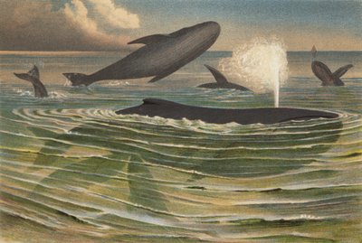 Humpback Whale by European School
